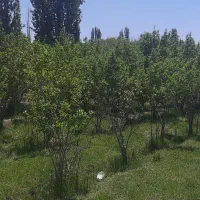 زمین باغ آلو ۴۴۹ متری بابا سلطان|فروش زمین و ملک کلنگی|خوانسار, |دیوار