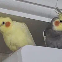 عروس هلندی نر و ماده