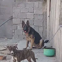 سگ ژرمن|سگ|شهریار, اسد‌آباد|دیوار