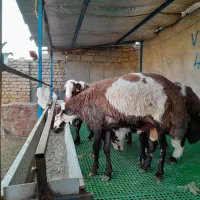 گوسفند قوچ شیشک