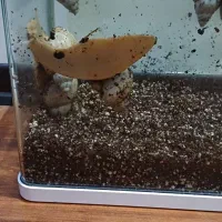 حلزون برای واگذاری