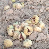 فروش عمده و خرده انجیر درجه یک فقط نقدی|خوردنی و آشامیدنی|شیراز, دارالرحمه|دیوار