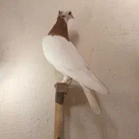 دو جفت طوقی هفت رنگ، نژاد اصیل و چشمگیر|پرنده|شیروان (خراسان), |دیوار