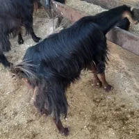 سلام کولار با کهره ۷۵۰۰