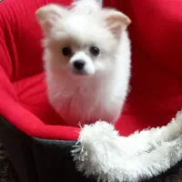 سگ پامر ۵ ماهه