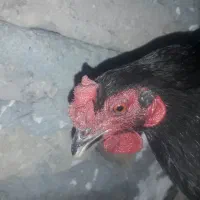 مرغ وخروسیک|حیوانات مزرعه|شهریار, دهشاد بالا|دیوار