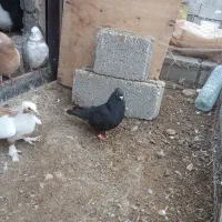 کبوتر|پرنده|اردبیل, |دیوار