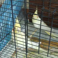 یه جفت نر و ماده عروس هلندی خوشگل و شیطون