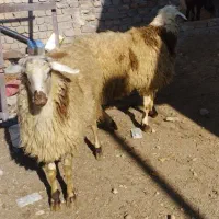 دوتا بره نر