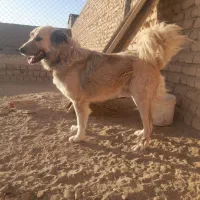 سگ نرسنگسری|سگ|تهران, تجریش|دیوار