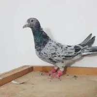 هفرنگ نر و ماده تهران