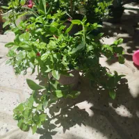 انواع گل