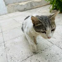 واگذاری رایگان