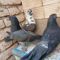 سه تا کبوتر فیت روزگاری ۱۵۰۰