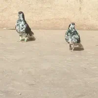 کفتر افغانیافشون نر ماده|پرنده|فشاپویه, |دیوار