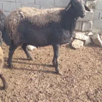 بذری|حیوانات مزرعه|فیروزه, |دیوار