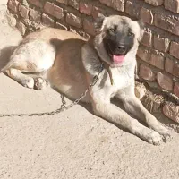 توله ۱۰ماهه واسه نگهبانی