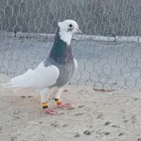 پرنده بهبونی طوق سبز کله ای هویی