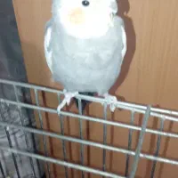 عروس هلندی نر