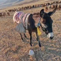 خر جوان|حیوانات مزرعه|اردبیل, |دیوار