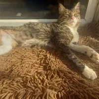 واگذاری گربه با یک پای قطع شده|گربه|تهران, بلوار کشاورز|دیوار