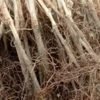 نهال انگور کشمش