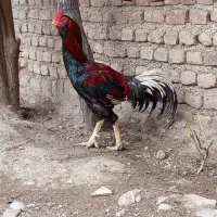 خروس لاری ریش