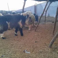 بره چاق|حیوانات مزرعه|گتوند, |دیوار