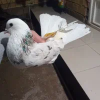 کفترکفتربازی لطفا تماس بگیرین