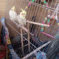عروس هلندی