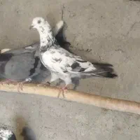 کبوتر گرفتنی|پرنده|نقده, |دیوار