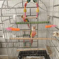 طوطی گیرینچیک آناناسی دبل رد مولد صد در صد