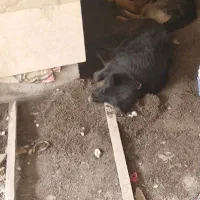 سگ ژرمن مشکی گم شده مژدگانی خوب