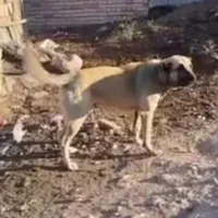 واگذاری سگ سراب نگهبان  سفت سفت
