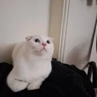 بچه گربه اسکاتیش سفید