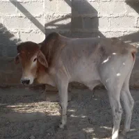 نرگاو بزرگ برای کشتار چاق و تمیز سرحال|حیوانات مزرعه|سیریک, |دیوار