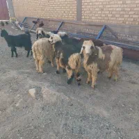 بره پرواری نر|حیوانات مزرعه|مرودشت, زنگی آباد|دیوار