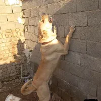 واگذاری پژدر نگهبان