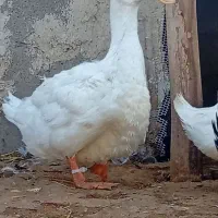فروش اردک سنگین وزن آیلزربری