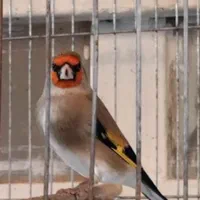 سهره سقا|پرنده|زرند, |دیوار