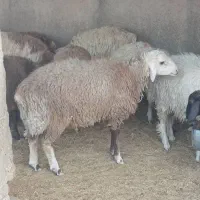 تعداد ۴۰ راس بره پرواری به فروش میرسد|حیوانات مزرعه|حاجی آباد, |دیوار