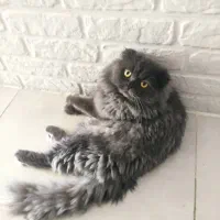 گربه اسکاتیش فولد لانگهِر Scottish Fold Longhair|گربه|پاوه, |دیوار