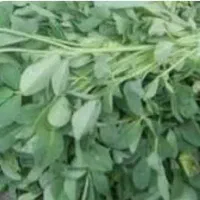 سبزی خشک شمبلیله