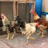 خروس|حیوانات مزرعه|کیش, |دیوار