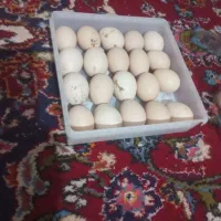 فروش تخم مرغ لاری مهریز
