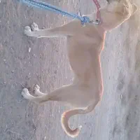 سگ پژدر|سگ|قنوات, |دیوار