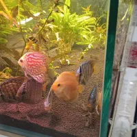 ماهی دیسکس|ماهی|مشهد, ایثار|دیوار