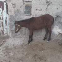 اسب چهار ماهه ماده