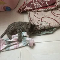 گربه