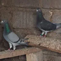 ماده احمد شمرانی نر منصور مقلیه